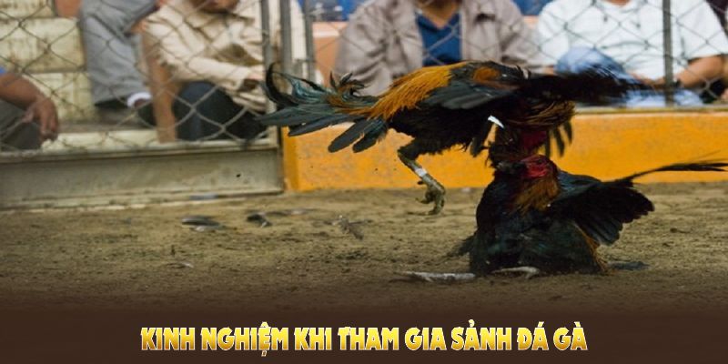 Chia sẻ phương pháp cược cho kê thủ