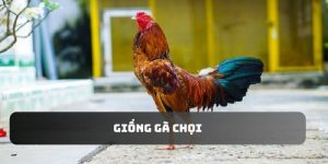 Giống Gà Chọi – Top Những Dòng Gà Được Ưa Chuộng Nhất