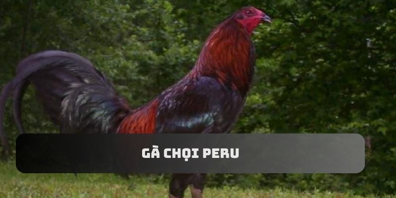 Giống gà chọi Peru được yêu thích bởi sợ lì đòn và tung ra cú đá chắc nịch