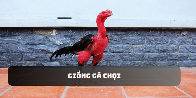 Tầm quan trọng của việc chọn giống gà chọi trong thi đấu