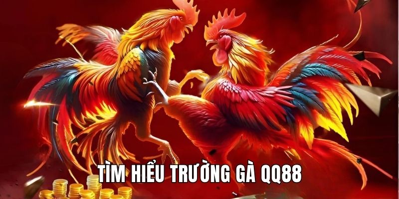 Tìm hiểu sơ lược về trường gà QQ88